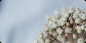 Ascent Refill (No spray)