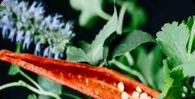 Ascent Refill (No spray)